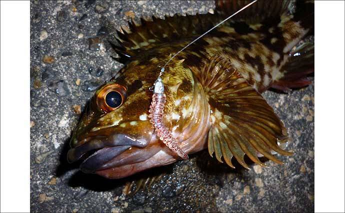 「パワーイソメが効いた！」四日市港ライトゲームで良型カサゴ連発【三重】