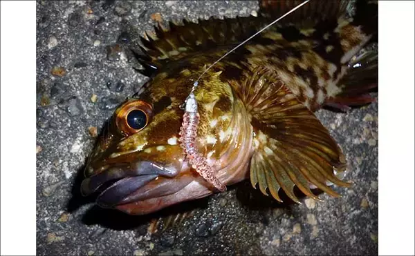 「「パワーイソメが効いた！」四日市港ライトゲームで良型カサゴ連発【三重】」の画像