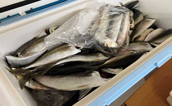 新潟のヒラメ釣り釣果レポート：活きイワシエサに7.2kg大ヒラメが喰った！【光海丸・間瀬】