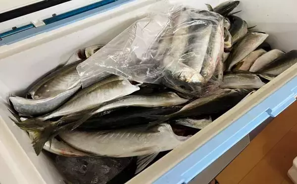 「新潟のヒラメ釣り釣果レポート：活きイワシエサに7.2kg大ヒラメが喰った！【光海丸・間瀬】」の画像