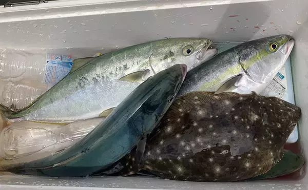 的矢湾沖のタテ釣りでメジロ4匹にヒラメ登場【三重】初夏らしい好反応に満足！