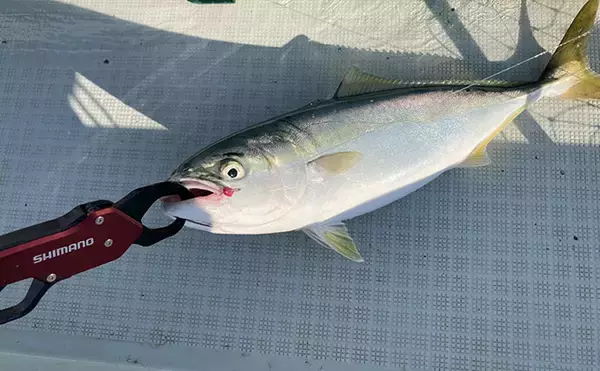 「的矢湾沖のタテ釣りでメジロ4匹にヒラメ登場【三重】初夏らしい好反応に満足！」の画像