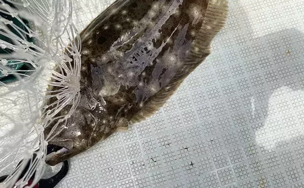 「的矢湾沖のタテ釣りでメジロ4匹にヒラメ登場【三重】初夏らしい好反応に満足！」の画像