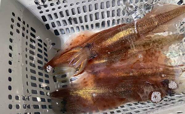 三陸 ヤリイカメタル 終盤戦解説 釣れない時に試して欲しい4つのコト 22年1月23日 エキサイトニュース 三陸 ヤリイカメタル 終盤戦解説 釣れない時に試して欲しい4つのコト 22年1月23日 エキサイトニュース