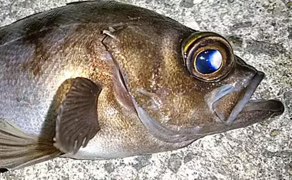 メバル狙いのエビ撒き釣り入門　【釣れる時間帯・場所・ゲスト魚種を解説】