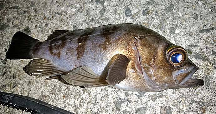 メバル狙いのエビ撒き釣り入門　【釣れる時間帯・場所・ゲスト魚種を解説】