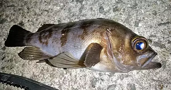 「メバル狙いのエビ撒き釣り入門　【釣れる時間帯・場所・ゲスト魚種を解説】」の画像