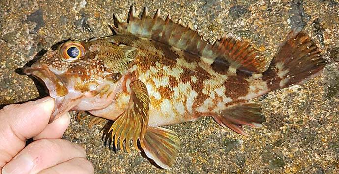 メバル狙いのエビ撒き釣り入門　【釣れる時間帯・場所・ゲスト魚種を解説】