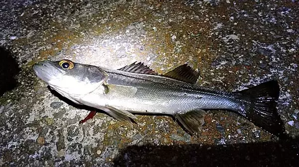 「メバル狙いのエビ撒き釣り入門　【釣れる時間帯・場所・ゲスト魚種を解説】」の画像