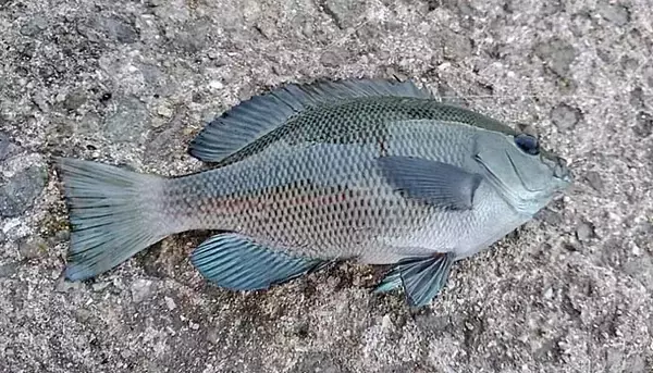 「メバル狙いのエビ撒き釣り入門　【釣れる時間帯・場所・ゲスト魚種を解説】」の画像