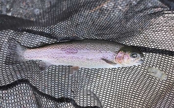 夏休みの釣りレジャー好スポット紹介：平谷湖フィッシングスポット【長野】