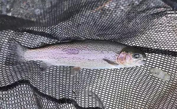 夏休みの釣りレジャー好スポット紹介：平谷湖フィッシングスポット【長野】