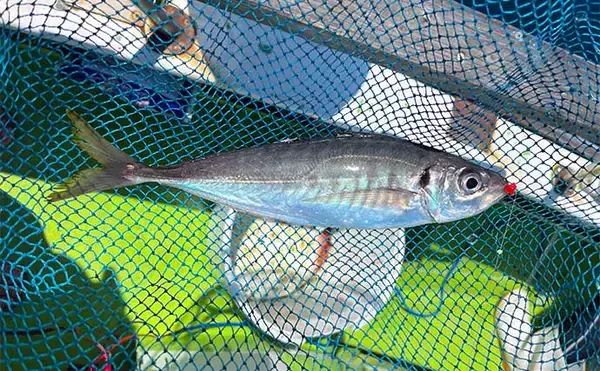 「葉山発アジ五目釣りで30cm超え良型アジ連打【愛正丸】城ヶ島沖で好反応」の画像