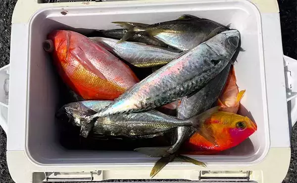 「葉山発アジ五目釣りで30cm超え良型アジ連打【愛正丸】城ヶ島沖で好反応」の画像