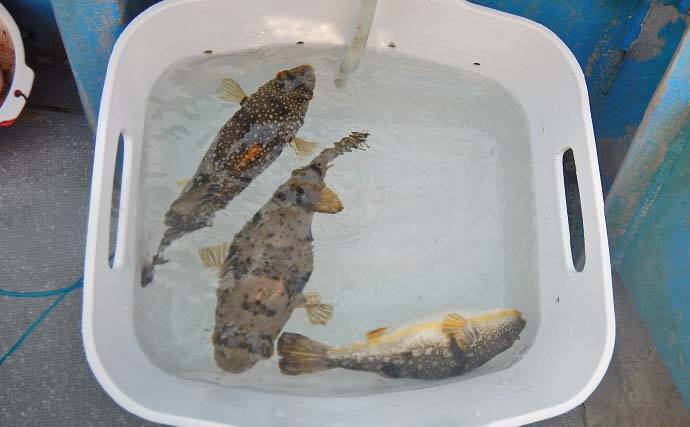 冬の伊勢湾カットウ釣りでコモンフグ4匹をキャッチ【愛知・石川丸】根掛かり対策が奏功