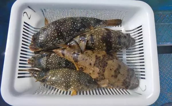 「冬の伊勢湾カットウ釣りでコモンフグ4匹をキャッチ【愛知・石川丸】根掛かり対策が奏功」の画像