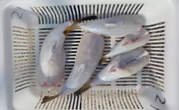 「冬の伊勢湾カットウ釣りでコモンフグ4匹をキャッチ【愛知・石川丸】根掛かり対策が奏功」の画像