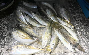 「常夜灯周りでアジがバッシャバシャ！」南大阪の波止アジングで豆アジ入れ食いを満喫