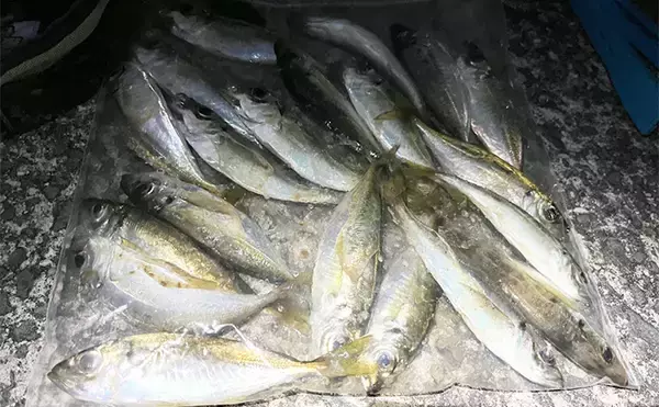 「常夜灯周りでアジがバッシャバシャ！」南大阪の波止アジングで豆アジ入れ食いを満喫