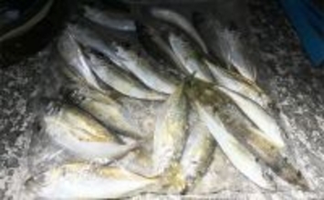 「常夜灯周りでアジがバッシャバシャ！」南大阪の波止アジングで豆アジ入れ食いを満喫