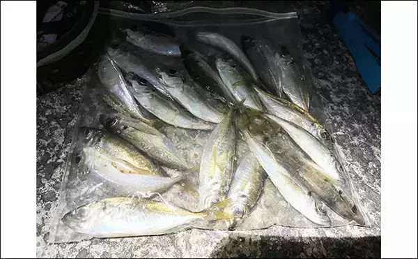 「「常夜灯周りでアジがバッシャバシャ！」南大阪の波止アジングで豆アジ入れ食いを満喫」の画像