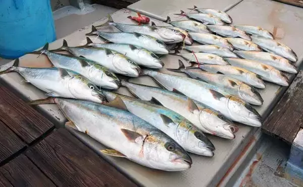 「【沖釣り釣果速報】ヒラマサがドーン！平戸沖のジギング＆キャスティングで20kg超え浮上（長崎・佐賀）」の画像