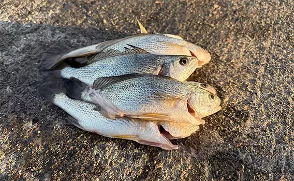 「深夜のぶっこみサビキ釣りで想定外のイシモチが連発！　本命のアジは不発」の画像
