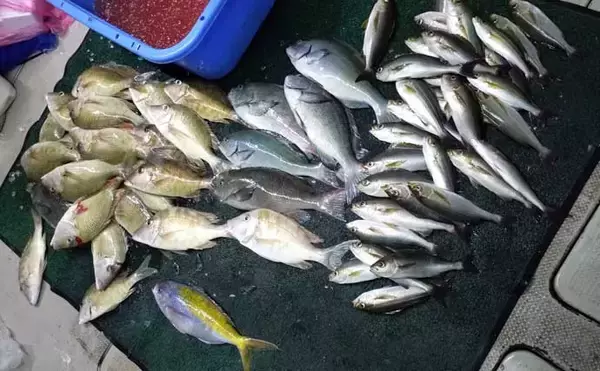 「【沖釣り釣果速報】ナイトティップランで2kg超え浮上　玄界灘はアオリイカ・ヒラメ・青物好調（福岡）」の画像