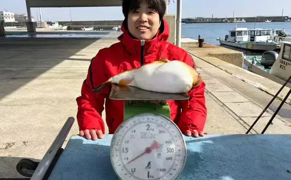 カットウフグ釣りで1.3kg良型ヒガンフグ手中【愛知・おざき丸】自作の特エサが的中？