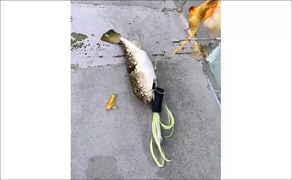 「カットウフグ釣りで1.3kg良型ヒガンフグ手中【愛知・おざき丸】自作の特エサが的中？」の画像