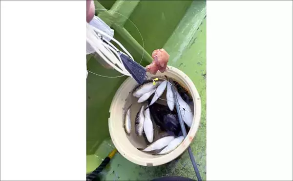 「カットウフグ釣りで1.3kg良型ヒガンフグ手中【愛知・おざき丸】自作の特エサが的中？」の画像