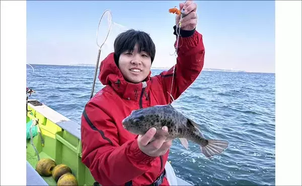 「カットウフグ釣りで1.3kg良型ヒガンフグ手中【愛知・おざき丸】自作の特エサが的中？」の画像