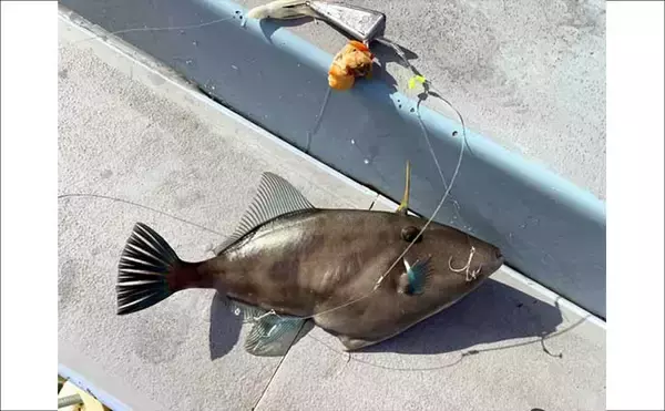 「カットウフグ釣りで1.3kg良型ヒガンフグ手中【愛知・おざき丸】自作の特エサが的中？」の画像