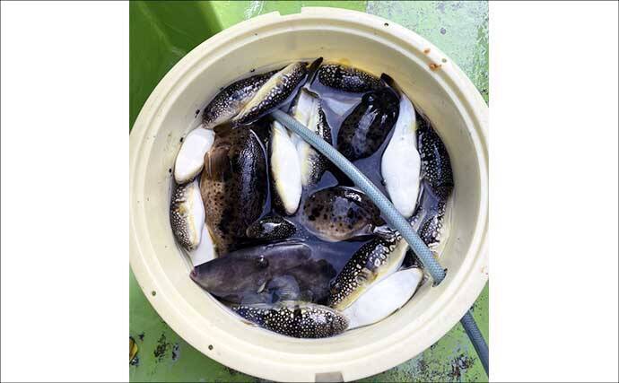 カットウフグ釣りで1.3kg良型ヒガンフグ手中【愛知・おざき丸】自作の特エサが的中？