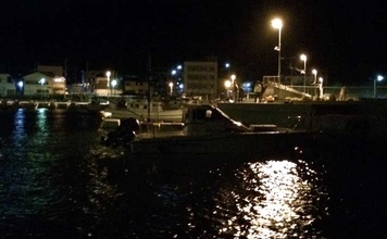 夜の常夜灯に集まる魚たち　「明」にはアジで「暗」にはメバル？
