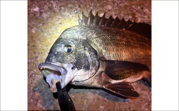 「夜の常夜灯に集まる魚たち　「明」にはアジで「暗」にはメバル？」の画像