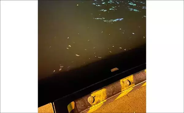 「夜の常夜灯に集まる魚たち　「明」にはアジで「暗」にはメバル？」の画像