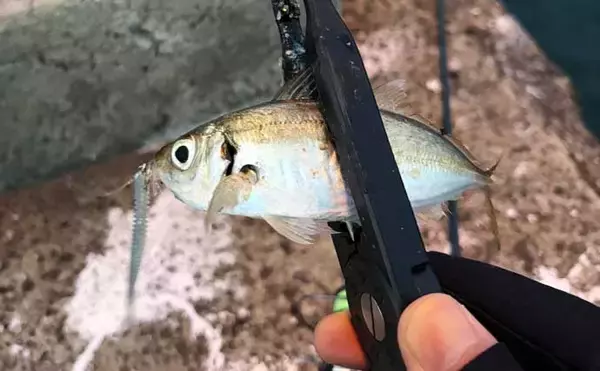 「夜の常夜灯に集まる魚たち　「明」にはアジで「暗」にはメバル？」の画像