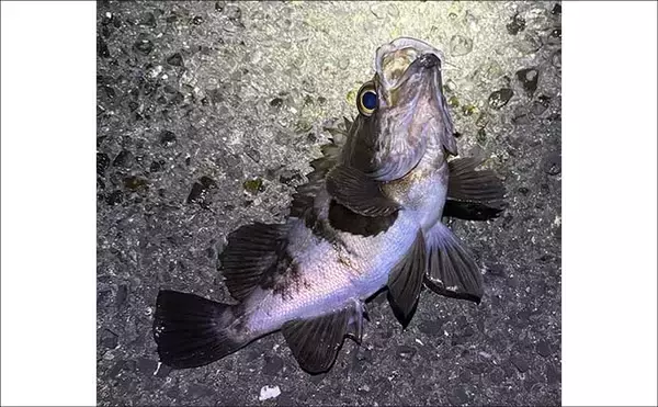 「夜の常夜灯に集まる魚たち　「明」にはアジで「暗」にはメバル？」の画像