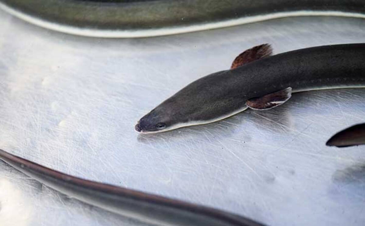 天然ウナギ 釣りに有効なエサ5選 採取方法 効果的な状況も解説 22年6月8日 エキサイトニュース