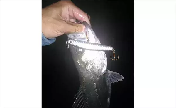 「ウェーディングでのルアーシーバス釣行で35cm級本命を連打【愛知】ボイルを狙い撃ち」の画像