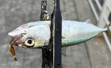 「ライトショアジギング『LSJ』超入門　ブレードをメタルジグに付ける意味って何？」の画像3