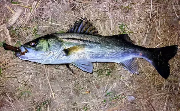 強風下のルアーシーバス釣行で50cm級本命3匹キャッチ成功！【千葉・養老川】