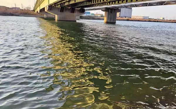 「強風下のルアーシーバス釣行で50cm級本命3匹キャッチ成功！【千葉・養老川】」の画像