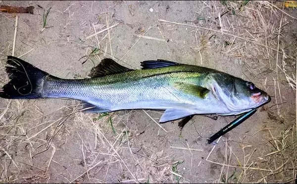 「強風下のルアーシーバス釣行で50cm級本命3匹キャッチ成功！【千葉・養老川】」の画像