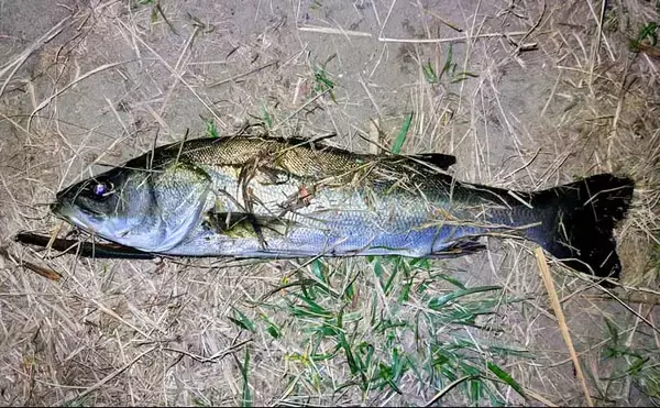 「強風下のルアーシーバス釣行で50cm級本命3匹キャッチ成功！【千葉・養老川】」の画像