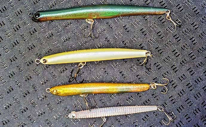 強風下のルアーシーバス釣行で50cm級本命3匹キャッチ成功！【千葉・養老川】