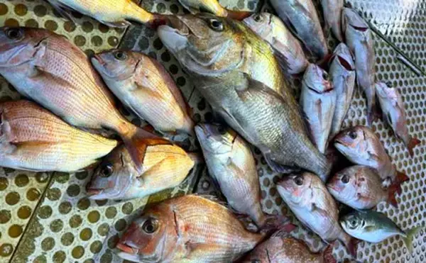 関西エリアの【船釣り特選釣果】サビキマダイ本格化！60cm級大型交じりで数釣り達成