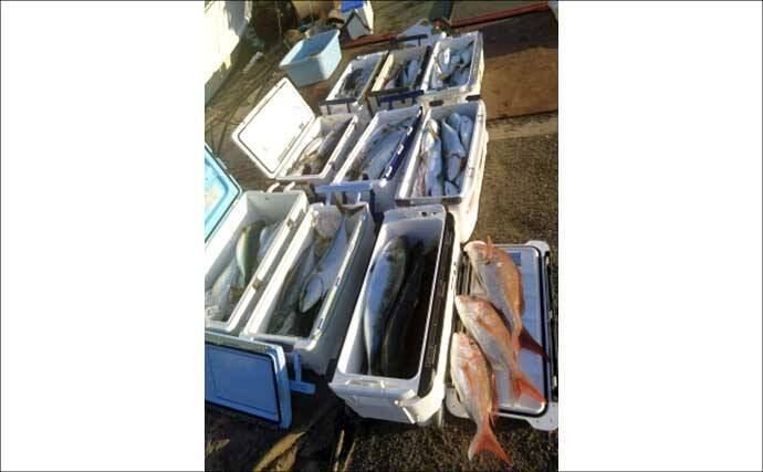 関西エリアの【船釣り特選釣果】サビキマダイ本格化！60cm級大型交じりで数釣り達成