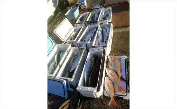 「関西エリアの【船釣り特選釣果】サビキマダイ本格化！60cm級大型交じりで数釣り達成」の画像